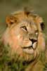 Lion in Kruger