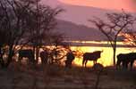 Animals at sunset in Mpumalanga