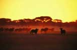 Wildebeest in North West